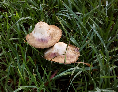 [Two mushrooms in the grass. The caps are shaped like sombreros and have the head part white/tan and the brim part brown.]